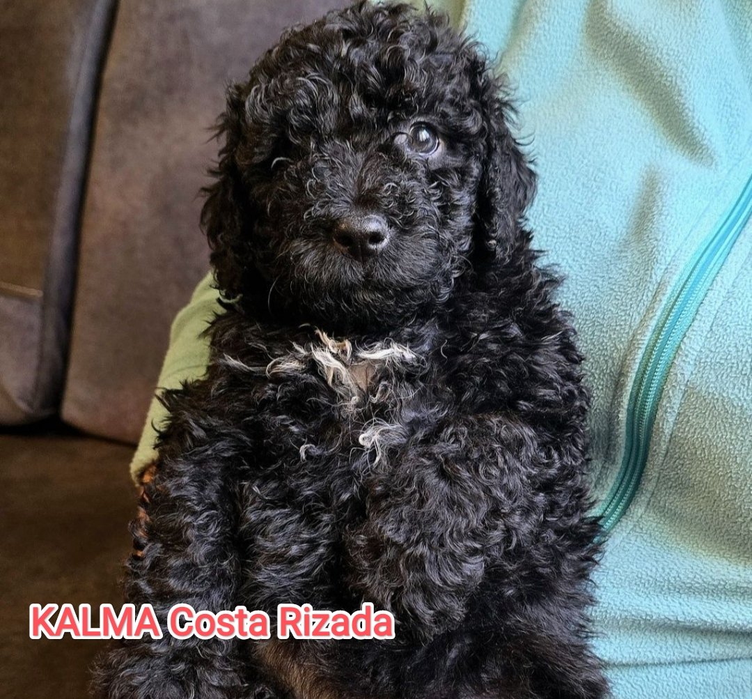 Raport z Testów Predyspozycji Szczeniąt (Test Volharda) MIOT "K"